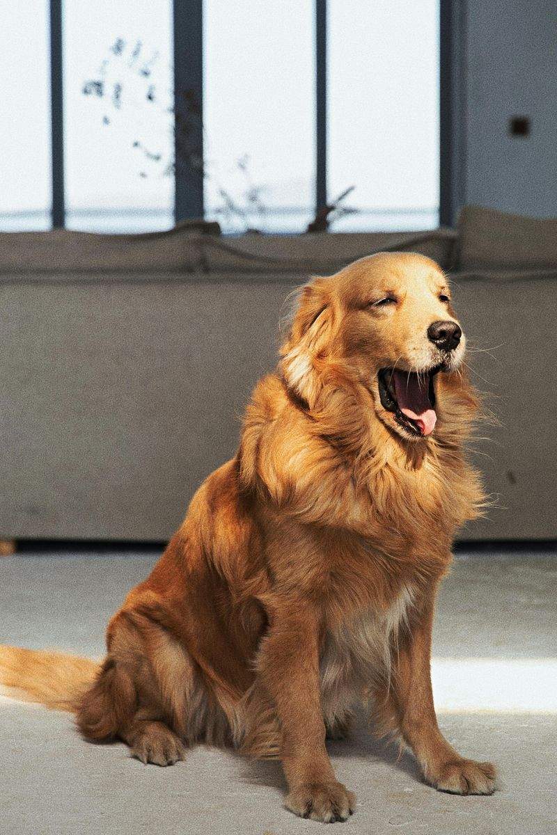 Pawfect Haven Pet Care - Image 5