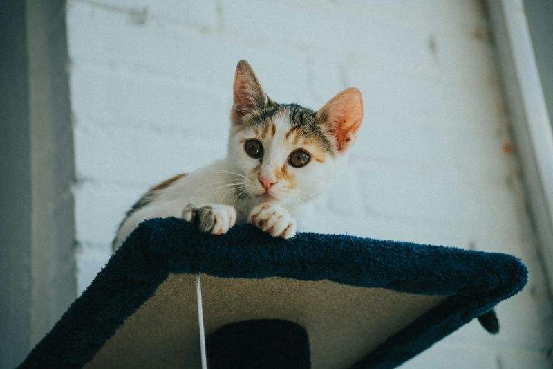 Pet Training